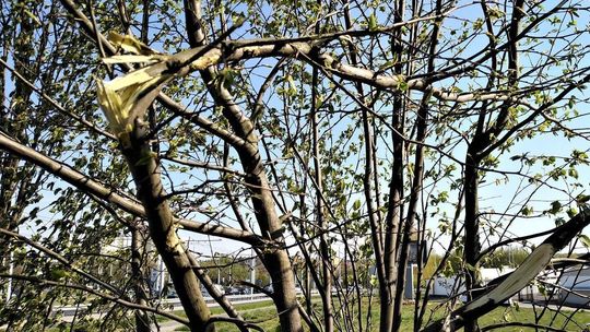 Drzewa w pobliżu ul. Bocianiej