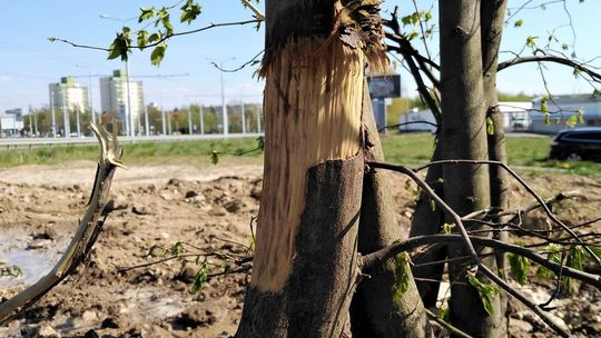 Drzewa w pobliżu ul. Bocianiej