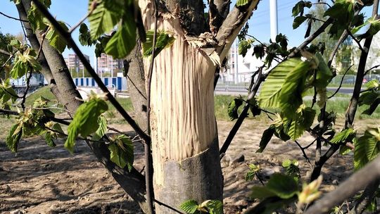 Drzewa w pobliżu ul. Bocianiej