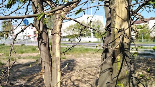 Drzewa w pobliżu ul. Bocianiej