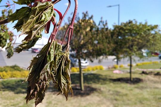Drzewa w pobliżu ul. Dziewanny