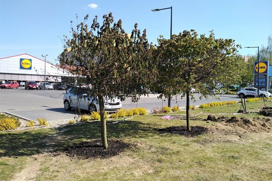 Drzewa w pobliżu ul. Dziewanny