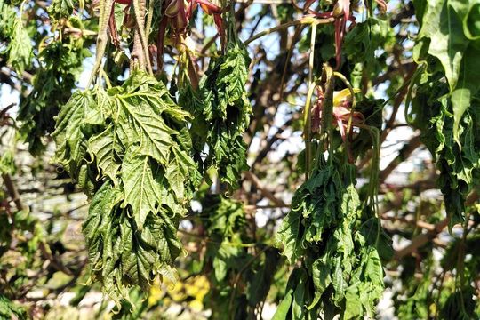 Drzewa w pobliżu ul. Dziewanny