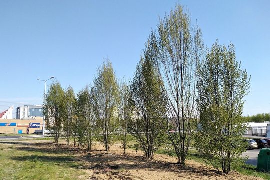 Drzewa w pobliżu ul. Bocianiej