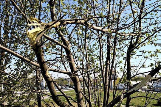 Drzewa w pobliżu ul. Bocianiej