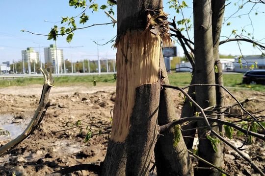 Drzewa w pobliżu ul. Bocianiej