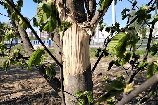 Drzewa w pobliżu ul. Bocianiej
