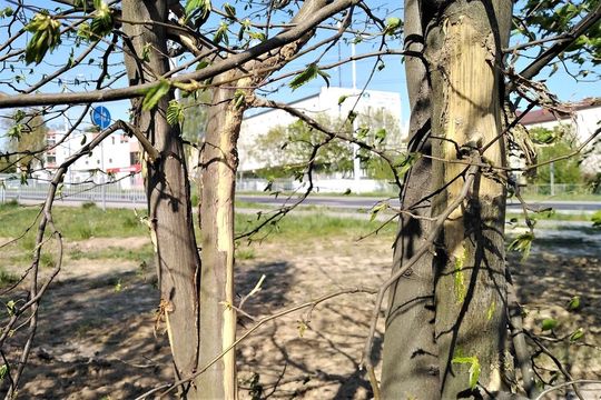 Drzewa w pobliżu ul. Bocianiej