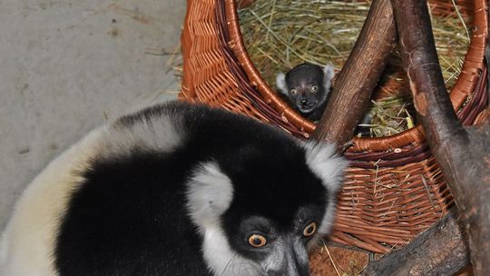 Samica lemura wari i jej potomstwo w zoo w Zamościu