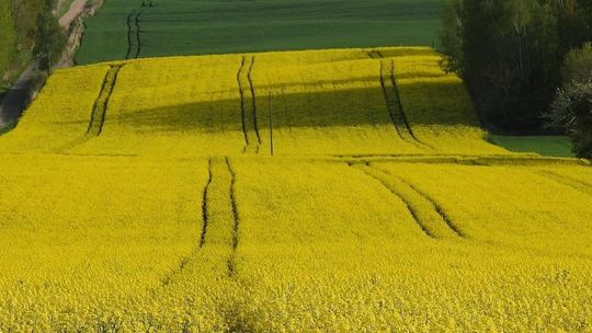 Gmina Siennica Różana