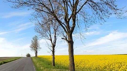 Gmina Siennica Różana