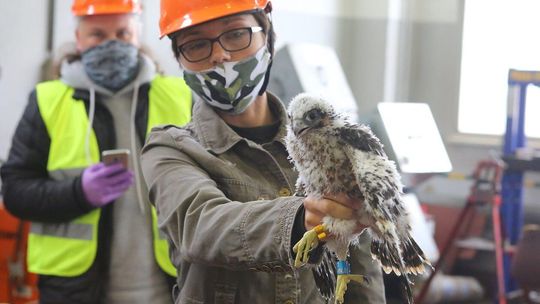 Obrączkowanie sokołów z Wrotkowa