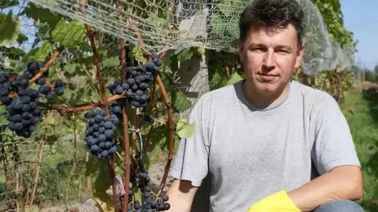 Winnica Rodzinna Mickiewicz Winnica Rodzinna Mickiewicz