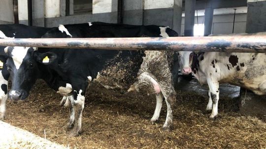 Wizyta posłanek KO w stadninie w Janowie Podlaskim 