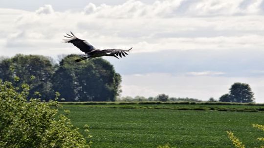 Bociany w Nowosiółkach pod Telatynem