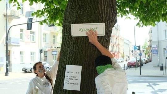 Drzewo do wycinki na ul. Lipowej ma na imię Krzysztof