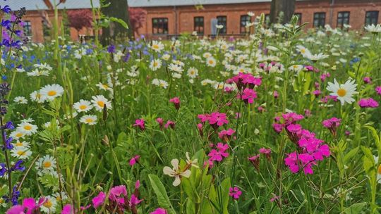 Kwietne łąki w Zamościu. Plany i efekty