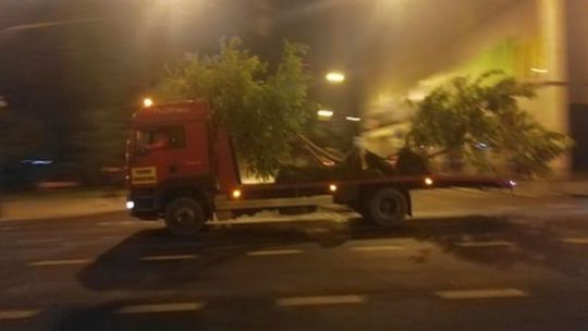 Nocne usuwanie drzew z ulicy Lipowej w Lublinie