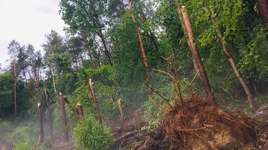 Po burzy w Korzeniowie, gmina Ułęż