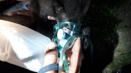 Pożar domu w Lipsku