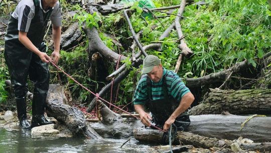 Sprzątanie śmieci zalegających w Bystrzycy na wysokości miejscowości Długie w gminie Wólka