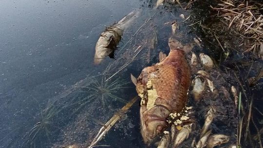Setki śniętych ryb w jeziorze Glinki Setki śniętych ryb w jeziorze Glinki