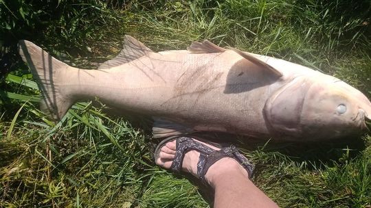 Śnięte ryby w stawie w Sernikach