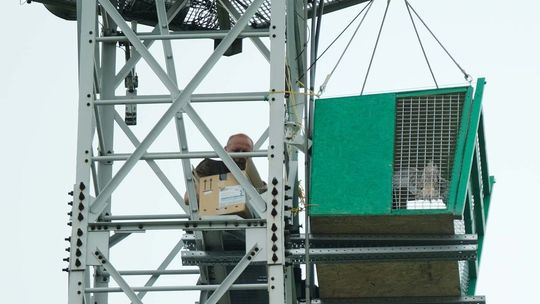 Reintrodukcja sokoła wędrownego w Lubartowie