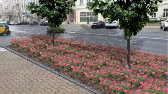 Planowana zieleń w centrum Lublina Planowana zieleń w centrum Lublina
