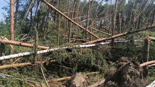 Zniszczenia w leśnictwie Zabłocie 
