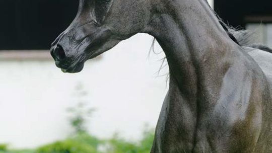 Najpiękniejsze konie. Który zostanie gwiazdą Pride of Poland 2020? Najpiękniejsze konie. Który zostanie gwiazdą Pride of Poland 2020?