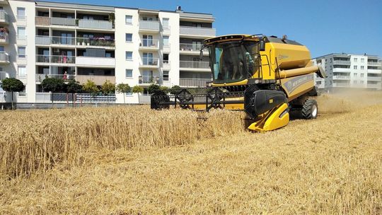Żniwa pod oknami bloków w Lublinie