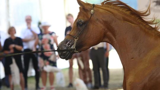 42. Narodowy Pokaz Koni Arabskich Czystej Krwi w Janowie Podlaskim