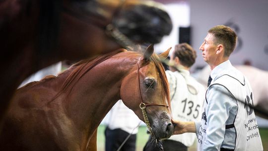 Pride of Poland 2020. Chwila przed sławną aukcją