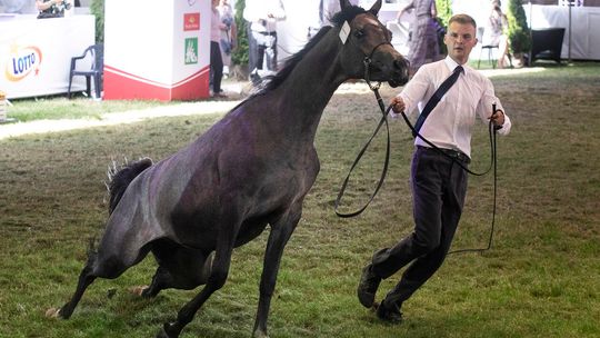 Pride of Poland 2020. Perfinka blisko rekordowej ceny