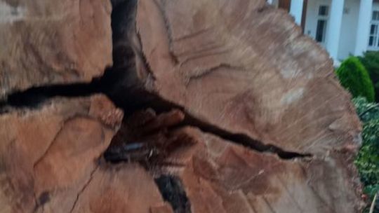 Wycinka 100-letniego dębu w Łubkach Wycinka 100-letniego dębu w Łubkach