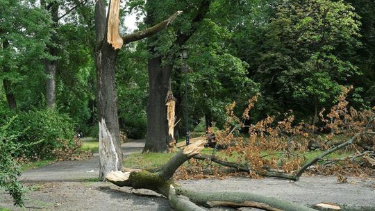 Park Bronowice: skutki burzy sprzed dwóch tygodni. Połamane konary ciagle blokują alejki