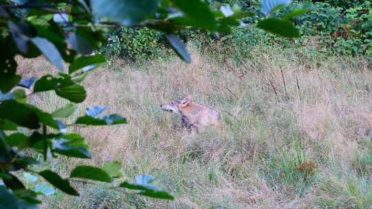Wilki w chełmskich lasach Wilki w chełmskich lasach