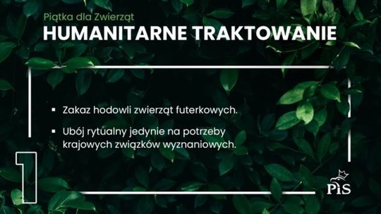 Będzie zakaz hodowli zwierząt futerkowych w Polsce. PiS zapowiada zmiany w prawie Będzie zakaz hodowli zwierząt futerkowych w Polsce. PiS zapowiada zmiany w prawie