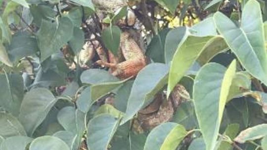 Jaszczurka biegała po Chodlu Jaszczurka biegała po Chodlu