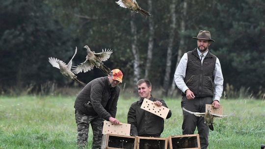 Wsiedlanie kuropatw i bażantów