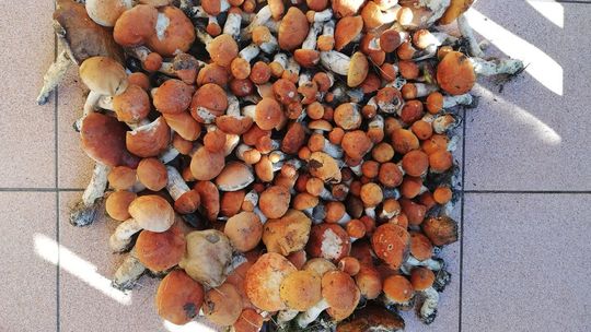 Grzybobranie w lubelskich lasach