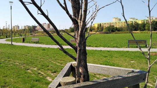 Uschnięte drzewa w parku Zawilcowa