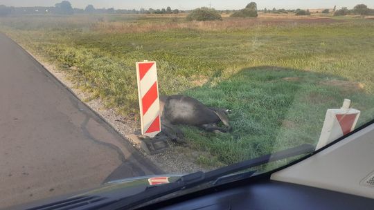 Zderzenie samochodu z łosiem