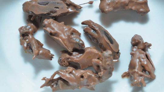 Świerszcze w czekoladzie