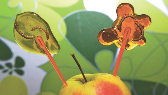 Lizak z larwą mącznika młynarka