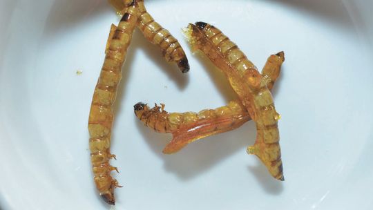 Larwy drewnojada w karmelu