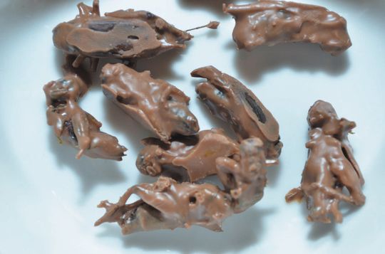 Świerszcze w czekoladzie