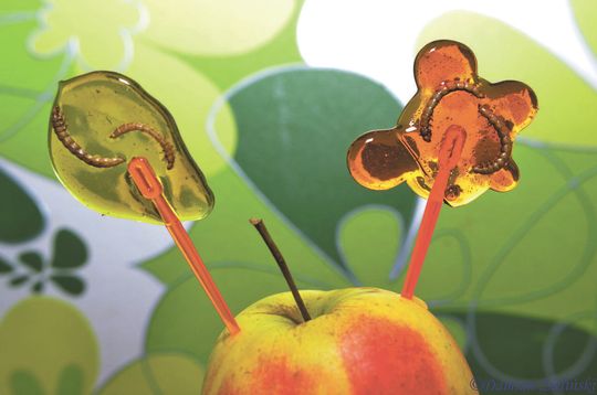 Lizak z larwą mącznika młynarka