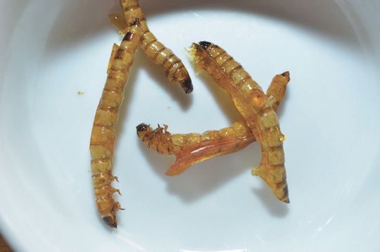 Larwy drewnojada w karmelu